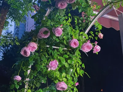 love-uiui uu养的小花花 Foto