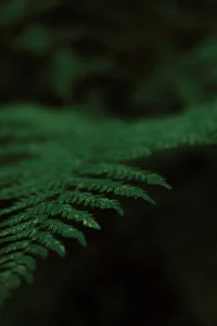 Mira_Fyre My work as a photographer Foto 4