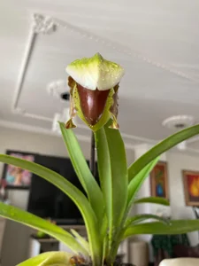 VickyJackson_ My plants  5টি ছবি