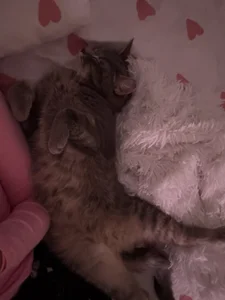 SashaMeow My kitty’s ❤️ Foto 3