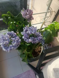 🍓🍓