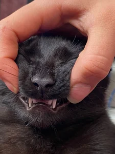 alisson_zafiro_my loves Bild 8