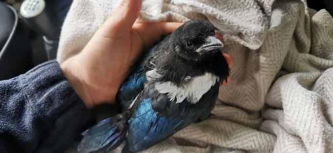 theSmallest-dick Animals Pic 6