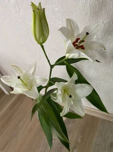 Zdjęcia AriellaTesk Gifts from Members:  3