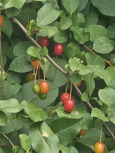 Korea-Kiss 이쁜꽃 Poză