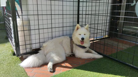 My puppy Shiro☆ﾟ⁠.⁠*⁠･⁠｡ﾟ