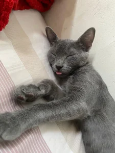 Romeoandjulietta Monkye and luna 🐈‍⬛🐶 Pic 3