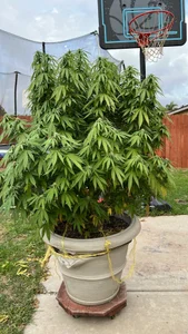 chefdabbs Public Pic 5