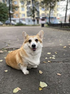 My dog 🐶 de Nicole_Space  3 Imagens