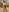Im Bikini im Wald