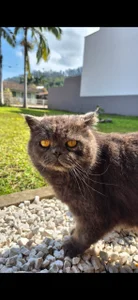 SanjuanaEytchisonMy pet pic <3 Bild