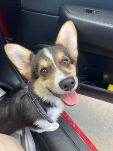 Ariana_Petite Supergoal for superdog Immagine  3