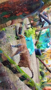 haiden-hot19cm Animales Εικόνα 7