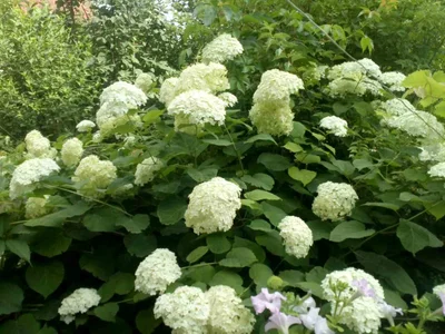 LovelyHelena My garden Pic 9