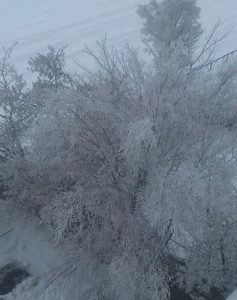 Zdjęcia Audrey_Aura iced shackles:  4