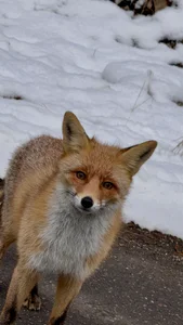 NadiraNoor Love mountains ❄️☃️🤍 Foto 7