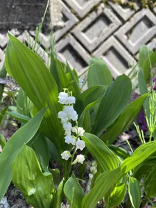 iiiviviii Public slika 6