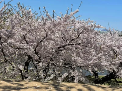 Dona020 日本の美しい景色 사진 7