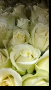 MelissaMelrey 🌸🌸🌸 Foto