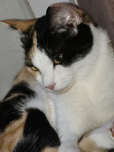 Chrissy_Joyful Meet my cats 사진 5