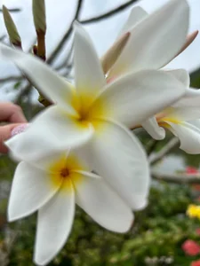 MistyBarnesvacation Bild