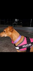 My beautiful pet 🐶 Athenea de luissa_xx  4 Imagens