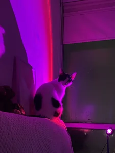 BabymishiMy cats 🥹💖图片 2