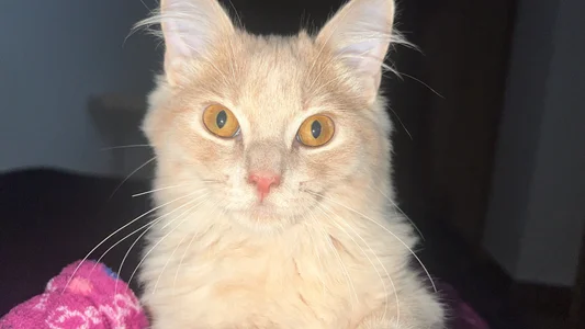 _AnaSofia_07 My pet🥰 slika 3