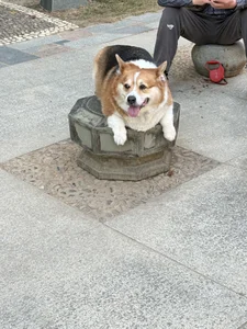 nian_nian_ 01/15厦门（我来到，你的城市）（四个特区，终于都打卡了） صورة واحدة|nian_nian_ 01/15厦门（我来到，你的城市）（四个特区，终于都打卡了） صورتان|nian_nian_ 01/15厦门（我来到，你的城市）（四个特区，终于都打卡了）  4 صور|nian_nian_ 01/15厦门（我来到，你的城市）（四个特区，终于都打卡了）  4 صورة