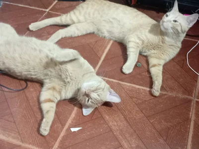 1julianasalazar a band-aid to the heart / una tirita para el corazón Pic 9