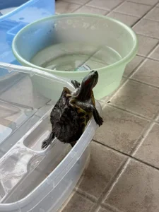 HK_angelchloe Public зображення