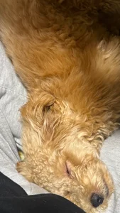 ramune_2525のらむちゃ🩵ྀིの新しい家族🐶の 4枚の写真