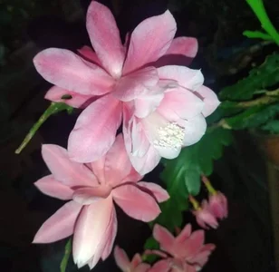 helen_bunnnyx My plants❤️‍ Immagine 