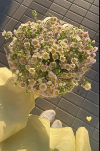 Chichi_86 Public Hình 6