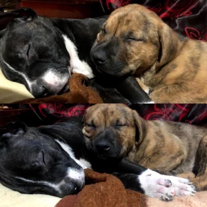 sofiah_ my loves :) Fotka 7