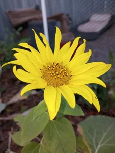 Hotbodyscottie Public Pic