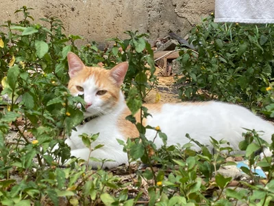 Ban_Merlin Don Apolo🐱🤍 Poză
