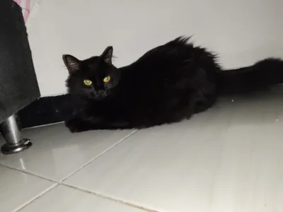 Danysca Mes magnifiques chats slika 2