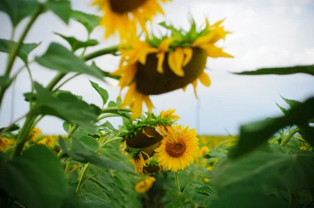 AdrianaSeaMy sunflower summer 2024图片 9