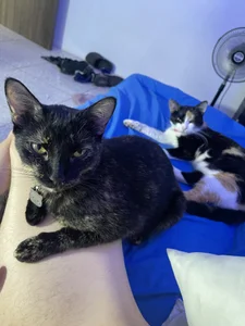 My Cats od Muscle_King_Cum  5 snímek