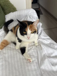 my kitties od violetviolator  8 snímek