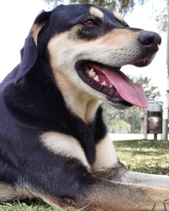 bonnie_moon_ mis enanos 🐶🐾 max, lulu y oddi 💕 Kuva 5