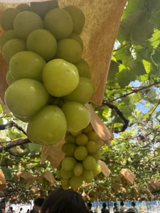 HONO__0_0__ Public Pic 7