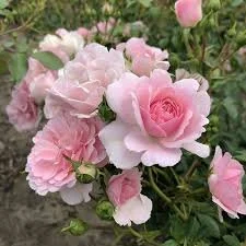 Audrey_Aura ROSES slika 9