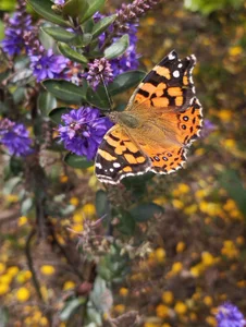 Pensamientos de marilyn_love6969 Foto 4