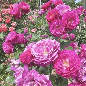 Mia--meow Public Hình 3