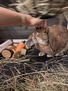 KirstenDanston Cake & Me Bilde 3