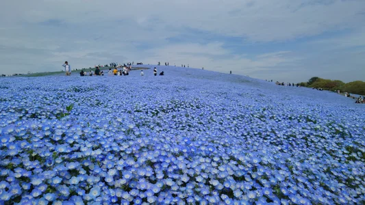 Meron_Boy 趣味hobbies Pic 4