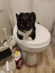 Nana_Osaki1's cat Sex Photo 1