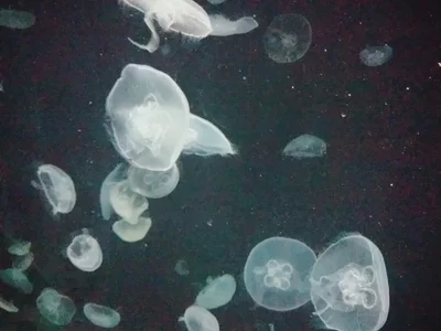 AMI___oO 旅行✈️ Εικόνα 3